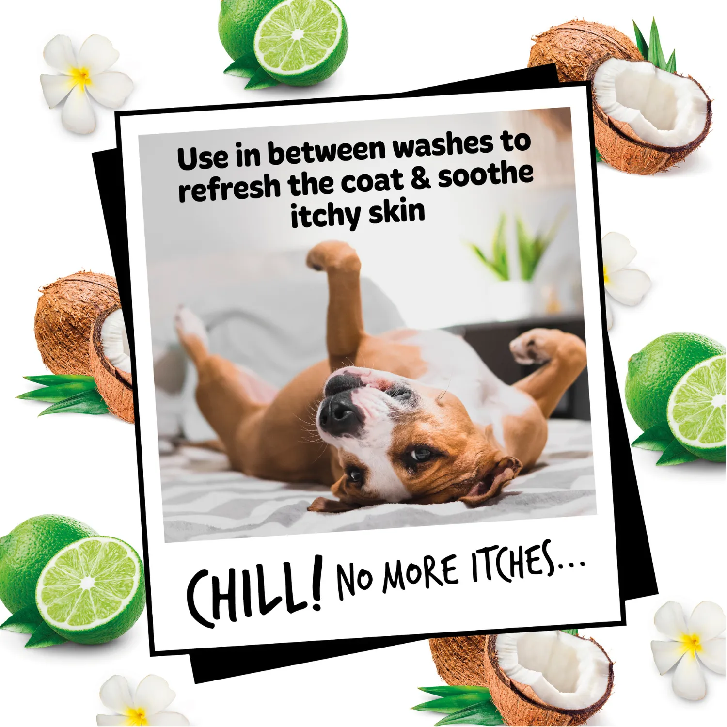 Oatmeal Dog Deodorising Spray with Coconut & Lime Fragrance