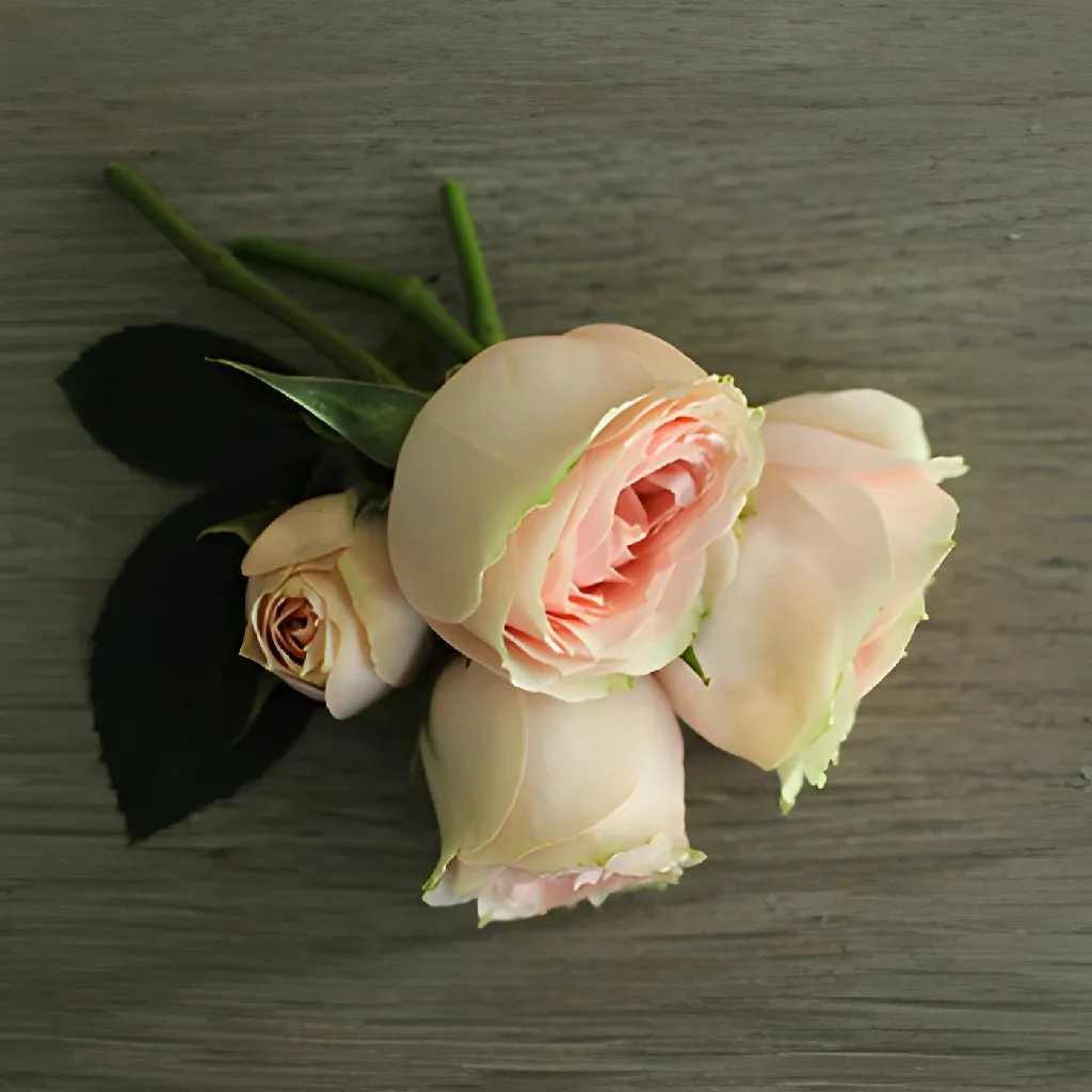 Soft Pink Spray Rose